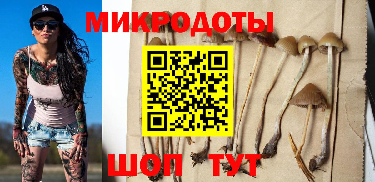 Псилоцибиновые грибы Psilocybe  Вход с VPN  цены   Елизово  Галлюциногенные грибы прущие грибы 